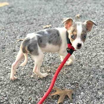 Rescue Chihuahua Dogs for Adoption in New York, New York - Sleigh Bell | PetCurious