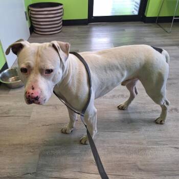 George/Gino -  Pit Bull Terrier Dog for Adoption in Ottawa, Kansas - George/Gino | PetCurious
