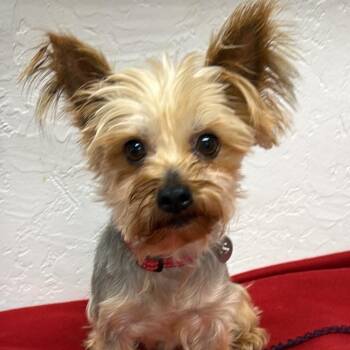 Prospect - Foster Home Needed -  Yorkshire Terrier Dog for Adoption in Hartland, Wisconsin - Prospect - Foster Home Needed | PetCurious