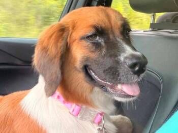 Dolly -  Collie and Mixed Breed Dog for Adoption in Warrenton, Missouri - Dolly | PetCurious
