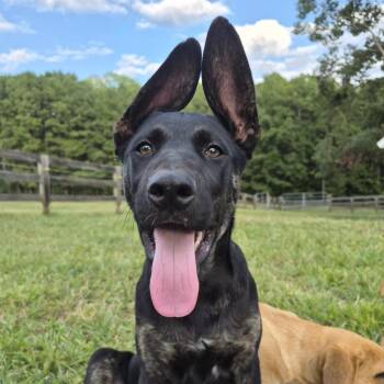 Lager -  Shepherd Dog for Adoption in Wake Forest, North Carolina - Lager | PetCurious