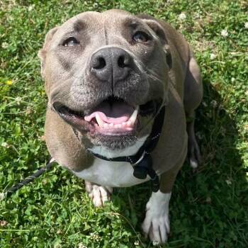 Zeus -  Pit Bull Terrier Dog Available for Adoption in Springdale, Arkansas - Zeus | PetCurious