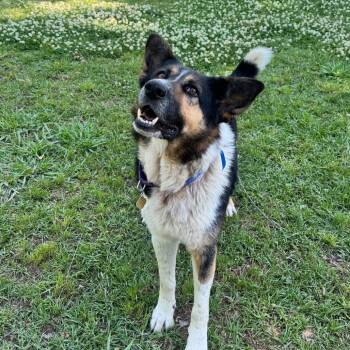 Mixed Breed Dogs Available for Adoption in Auburn, Alabama - Garson | PetCurious