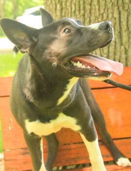 Koda -  American Staffordshire Terrier and Husky Dog for Adoption - Koda | PetCurious