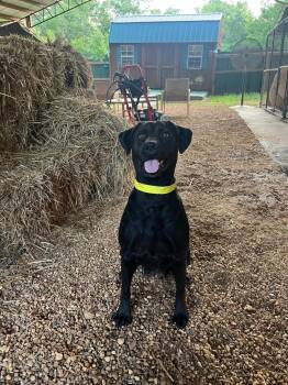 Rescue Mixed Breed Dogs for Adoption in Taycheedah, Wisconsin - Bellu | PetCurious