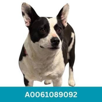 Lex -  Australian Cattle Dog Blue Heeler and Border Collie Dog for Adoption in Red Bluff, California - Lex | PetCurious