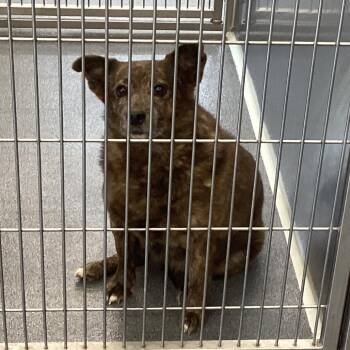 Rina -  Terrier Dog for Adoption in Montgomery, Alabama - Rina | PetCurious