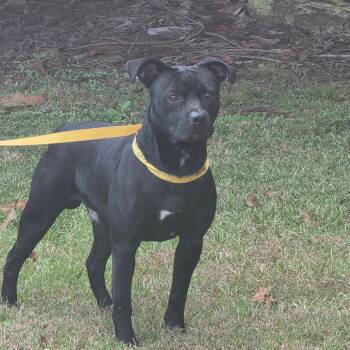 Rescue Pit Bull Terrier Dogs for Adoption in Clanton, Alabama - Ruckus | PetCurious