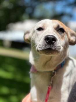 Rescue Jack Russell Terrier and German Shepherd Dog Dogs for Adoption in Lakeville, Minnesota - Daisy | PetCurious