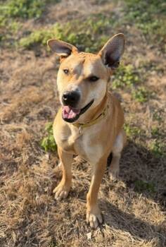 Mixed Breed Dogs Available for Adoption - Goose | PetCurious