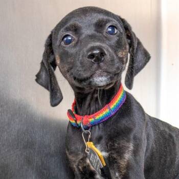 Black Mouth Cur and Mixed Breed Dogs Available for Adoption in St. Louis, Missouri - WILLOW | PetCurious