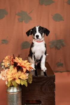 853-26 -  Shepherd and Pit Bull Terrier Dog for Adoption in Brighton, Colorado - 853-26 | PetCurious