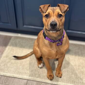 Goldie -  Pit Bull Terrier Dog for Adoption in Berkeley, California - Goldie | PetCurious