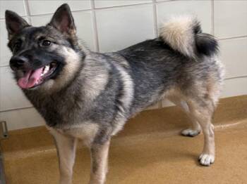 ELLIE -  Norwegian Elkhound Dog for Adoption in Derwood, Maryland - ELLIE | PetCurious