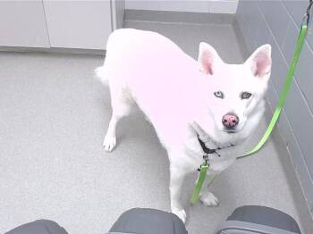 Husky and Mixed Breed Dogs Available for Adoption - RIVER | PetCurious