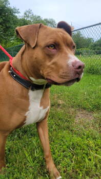 Rescue Pit Bull Terrier Dogs for Adoption in Ocean Township, New Jersey - Stormi | PetCurious