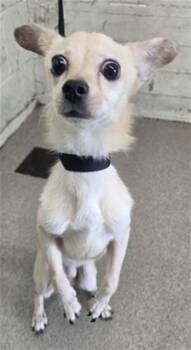 ASHER -  Chihuahua Dog for Adoption in San Bernardino, California - ASHER | PetCurious