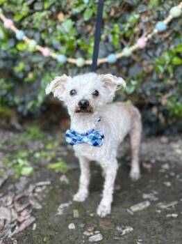 Maltipoo Dogs Available for Adoption in South El Monte, California - Mr. Miyagi | PetCurious
