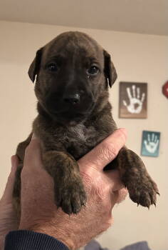 Rescue Retriever Dogs for Adoption in Stephens City, Virginia - Puppy 0570 | PetCurious