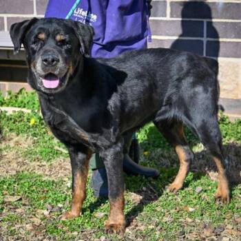 Mixed Breed Dogs Available for Adoption in Chamblee, Georgia - Dottie | PetCurious