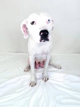 Colbie -  Catahoula Leopard Dog Dog for Adoption in Bixby, Oklahoma - Colbie | PetCurious