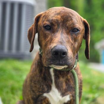 Mixed Breed Dogs Available for Adoption in Charleston, West Virginia - Woozi | PetCurious