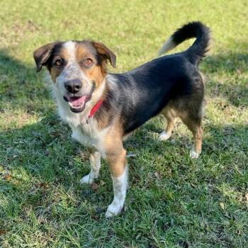 Rescue Australian Shepherd Dogs for Adoption in Longview, Texas - Kayden | PetCurious