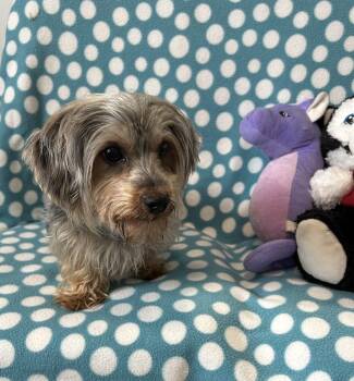 Yorkshire Terrier Dogs Available for Adoption in Cedartown, Georgia - Stella Mae | PetCurious