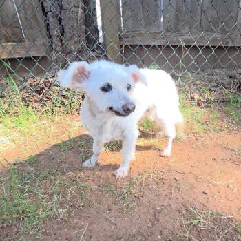 Aku -  Miniature Poodle Dog for Adoption in Chico, California - Aku | PetCurious