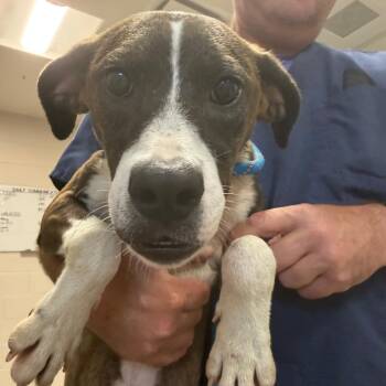 Mixed Breed Dogs Available for Adoption - Pitufina | PetCurious