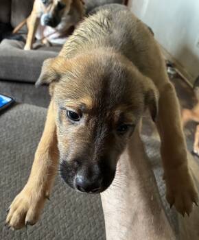 Puppy 2 -  Border Collie and Mixed Breed and Australian Cattle Dog Blue Heeler Dog for Sale in New Cumberland, Pennsylvania - Puppy 2 | PetCurious