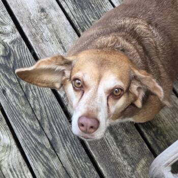 Maggie Foster Needed -  Beagle Dog for Adoption in Minneapolis, Minnesota - Maggie Foster Needed | PetCurious