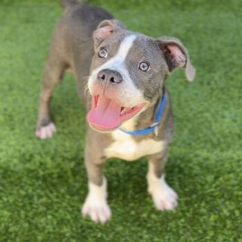 Raider (Bell) A2258487 -  Pit Bull Terrier Dog for Adoption in Los Angeles, California - Raider (Bell) A2258487 | PetCurious