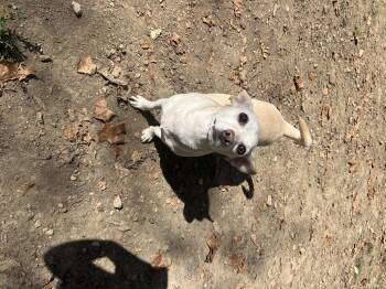 Rescue Chiweenie Dogs for Adoption in North Huntingdon, Pennsylvania - Rubble | PetCurious