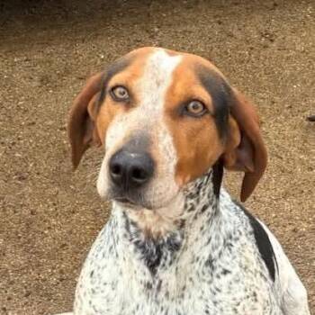 Bluetick Coonhound and Treeing Walker Coonhound Dogs Available for Adoption in Walthill, Nebraska - Daisy  | PetCurious