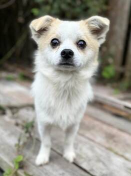 Rescue Spaniel Dogs for Adoption in San Francisco, California - Nacho | PetCurious