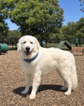 Great Pyrenees Dogs Available for Adoption in Euless, Texas - Kenny | PetCurious