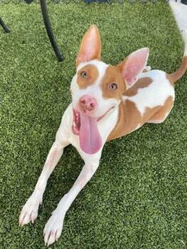Ginger -  Terrier and Mixed Breed Dog for Adoption in Morristown, New Jersey - Ginger | PetCurious