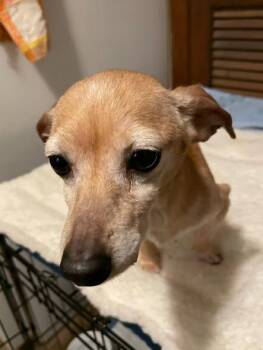 Chihuahua Dogs Available for Adoption - Sweet Pea  | PetCurious