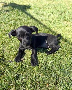 Buddy -  Terrier Dog for Adoption in Novato, California - Buddy | PetCurious