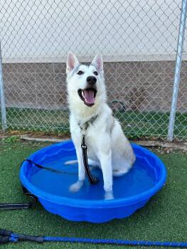 Rescue Husky Dogs for Adoption in Fruit Heights, Utah - Corinne | PetCurious