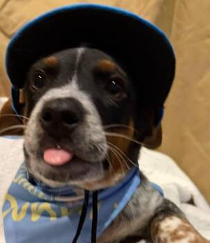 Marble -  Beagle and Australian Cattle Dog Blue Heeler Dog for Adoption in Dunmore, Pennsylvania - Marble | PetCurious