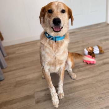 Shyler -  Australian Shepherd and Labrador Retriever Dog for Adoption in Green Bay, Wisconsin - Shyler | PetCurious