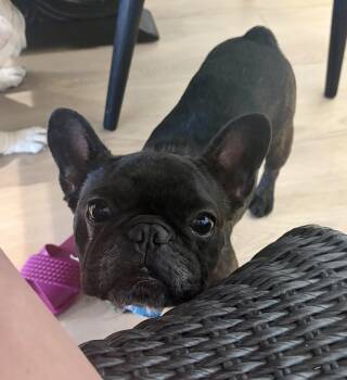 Carter -  French Bulldog Dog for Adoption in Briny Breezes, Florida - Carter | PetCurious