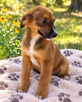 Sweet Pea -  Shepherd Dog for Adoption in Lucas, Texas - Sweet Pea | PetCurious