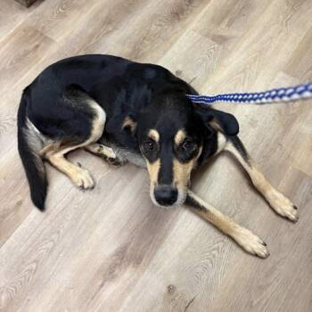 Buttons -  Shepherd Dog for Adoption in Enterprise, Alabama - Buttons | PetCurious