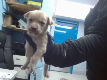 Husky and Mixed Breed Dogs Available for Adoption in Albuquerque, New Mexico - BENZ | PetCurious