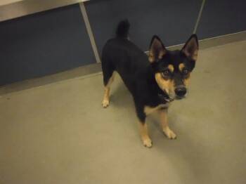 Rescue Siberian Husky and Mixed Breed Dogs for Adoption in Doral, Florida - BAILEY | PetCurious