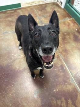 Belgian Shepherd Malinois and Shepherd Dogs Available for Adoption in Springfield, Missouri - Midnight | PetCurious
