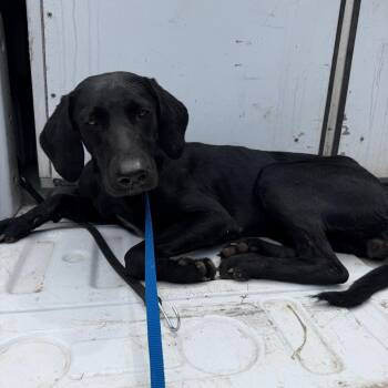 Mystique -  Black Labrador Retriever Dog for Adoption in Edinburg, Texas - Mystique | PetCurious